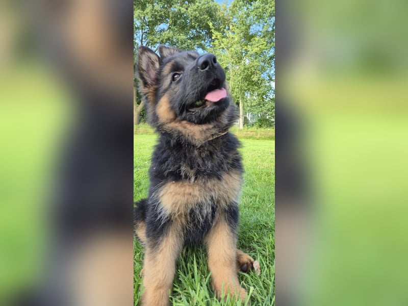 Deutscher Schäferhund Welpen Langstockhaar