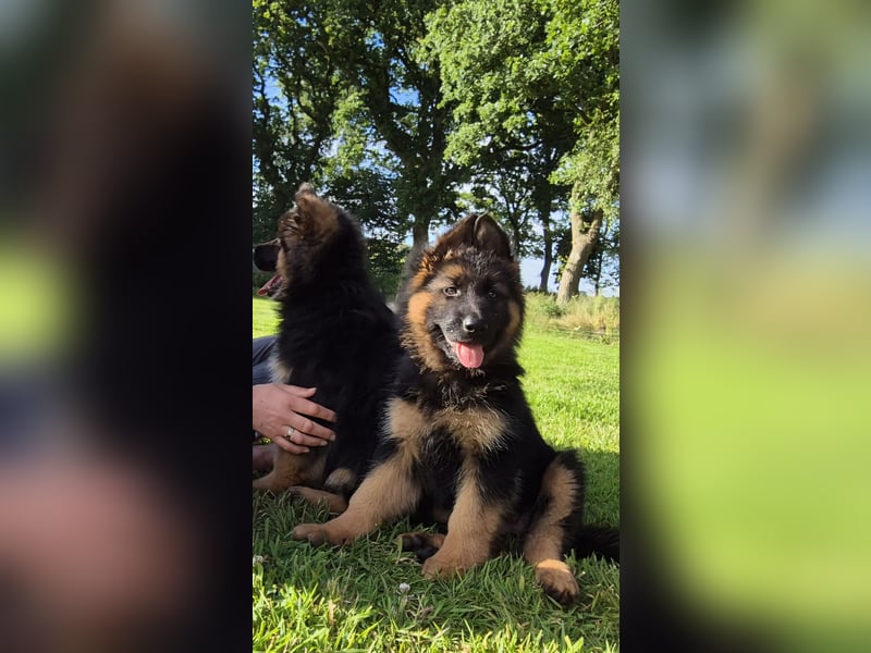 Deutscher Schäferhund Welpen Langstockhaar