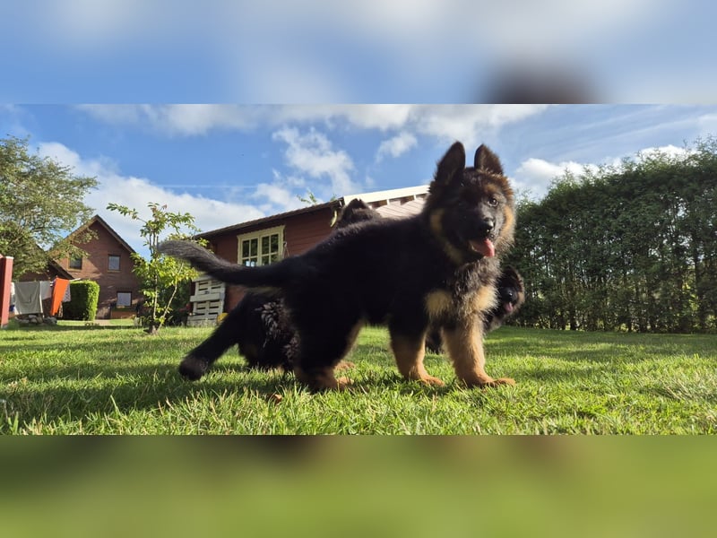 Deutscher Schäferhund Welpen Langstockhaar