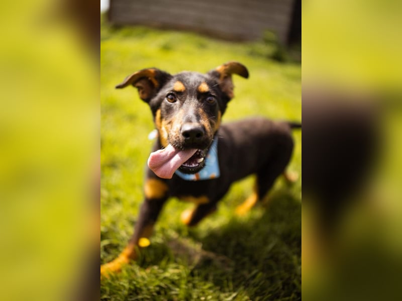 Schäfi-Mix LORD❤️jung, albern und voller Liebe