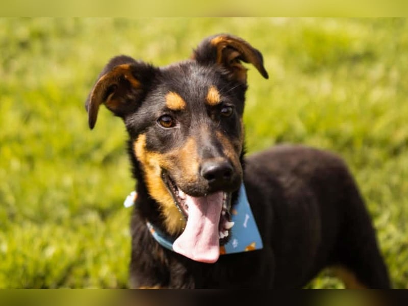 Schäfi-Mix LORD❤️jung, albern und voller Liebe