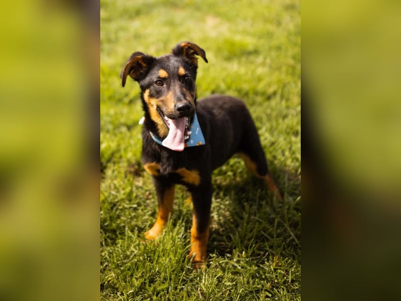 Schäfi-Mix LORD❤️jung, albern und voller Liebe