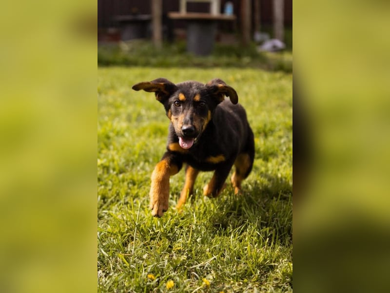 Schäfi-Mix LORD❤️jung, albern und voller Liebe
