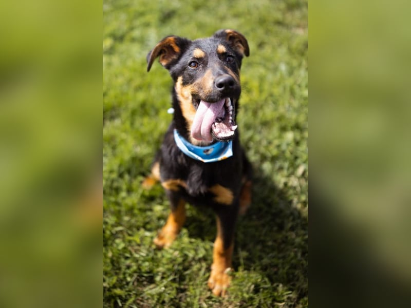 Schäfi-Mix LORD❤️jung, albern und voller Liebe