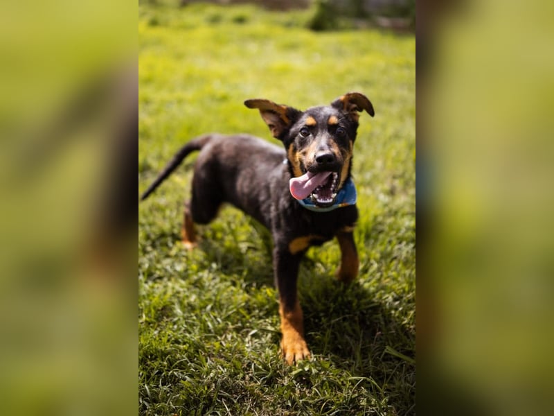 Schäfi-Mix LORD❤️jung, albern und voller Liebe