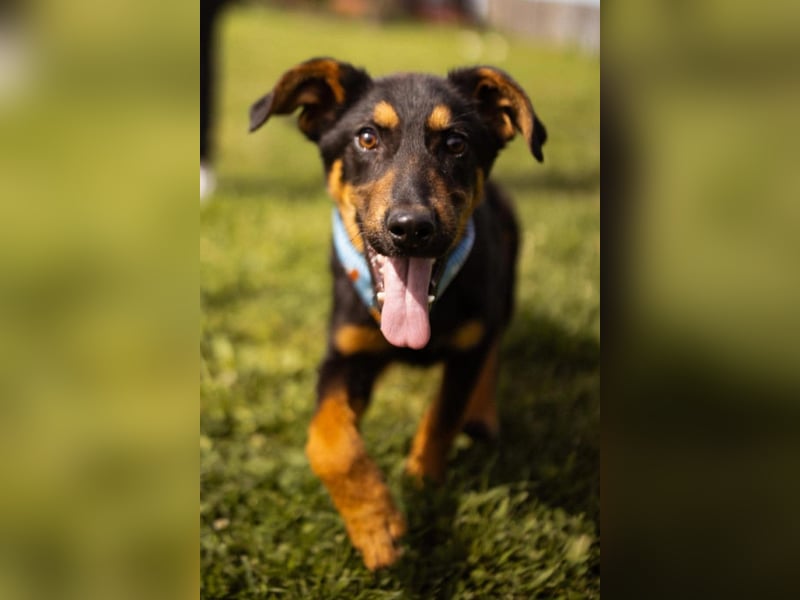Schäfi-Mix LORD❤️jung, albern und voller Liebe