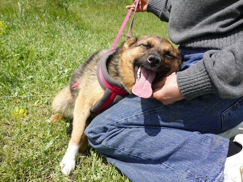 Liebe Ruby sucht eine neue Bleibe