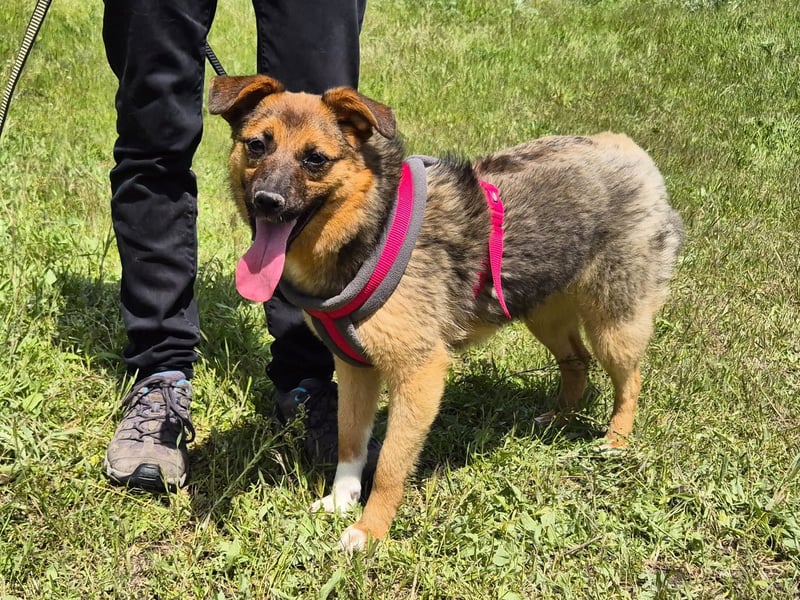 Liebe Ruby sucht eine neue Bleibe