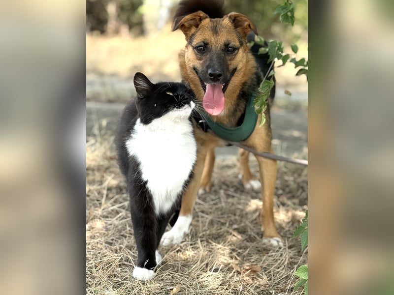 Liebe Ruby sucht eine neue Bleibe