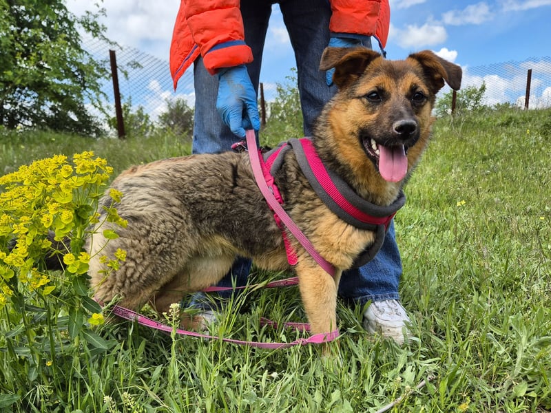 Liebe Ruby sucht eine neue Bleibe