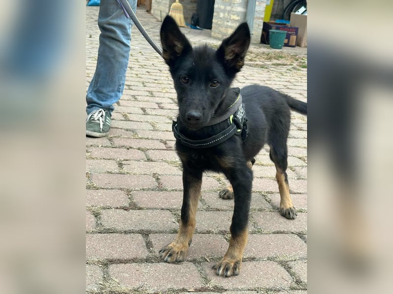 Tessa, geboren 15.06.2025, 40cm sucht ihr neues Leben