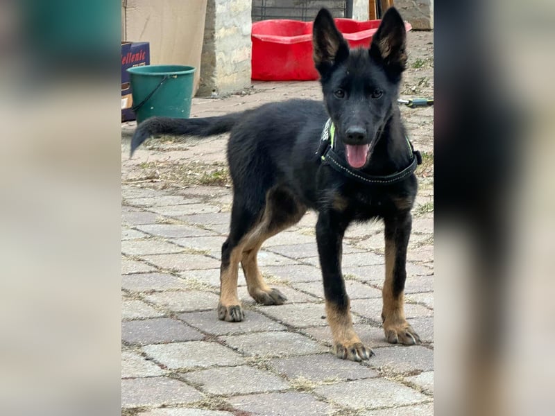 Tessa, geboren 15.06.2025, 40cm sucht ihr neues Leben
