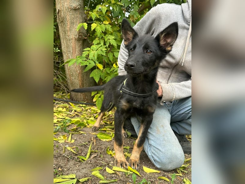 Tessa, geboren 15.06.2025, 40cm sucht ihr neues Leben