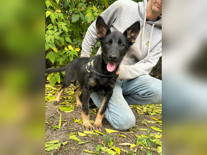 Tessa, geboren 15.06.2025, 40cm sucht ihr neues Leben
