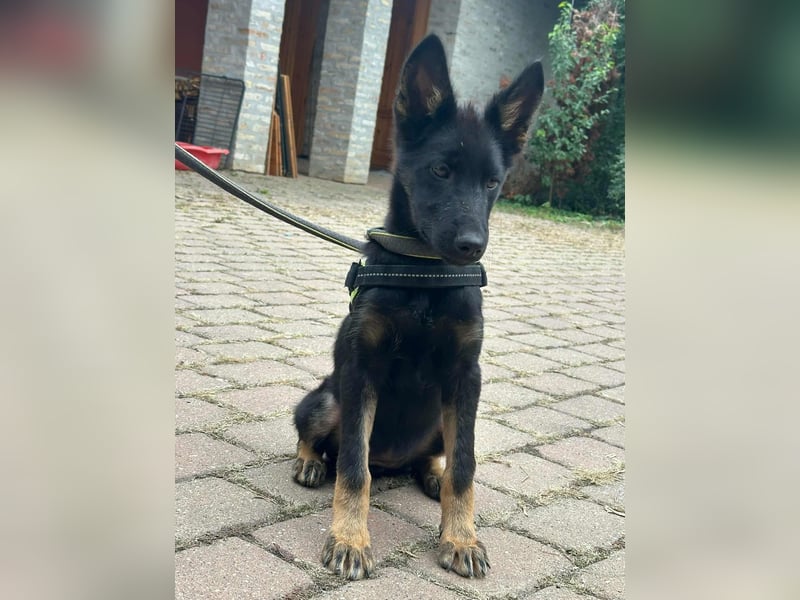 Tessa, geboren 15.06.2025, 40cm sucht ihr neues Leben