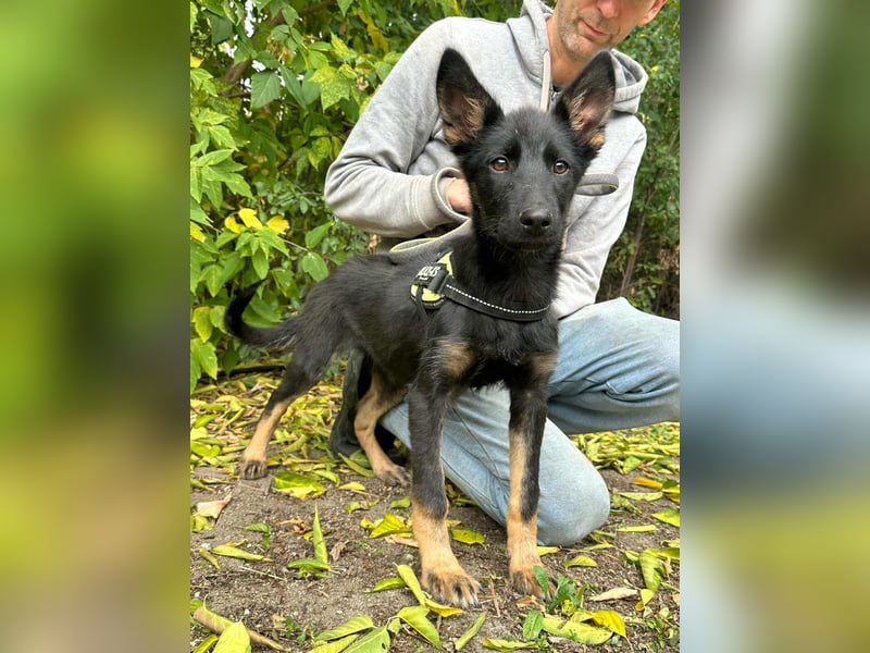 Tessa, geboren 15.06.2025, 40cm sucht ihr neues Leben