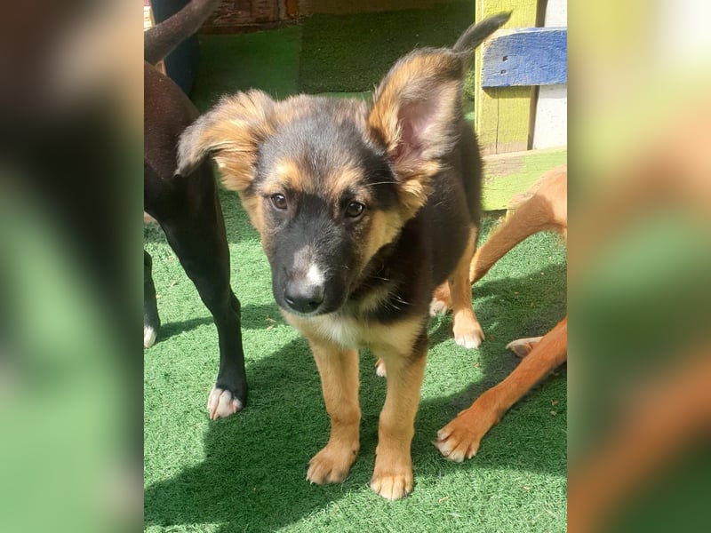 IDA – kleiner Sonnenschein