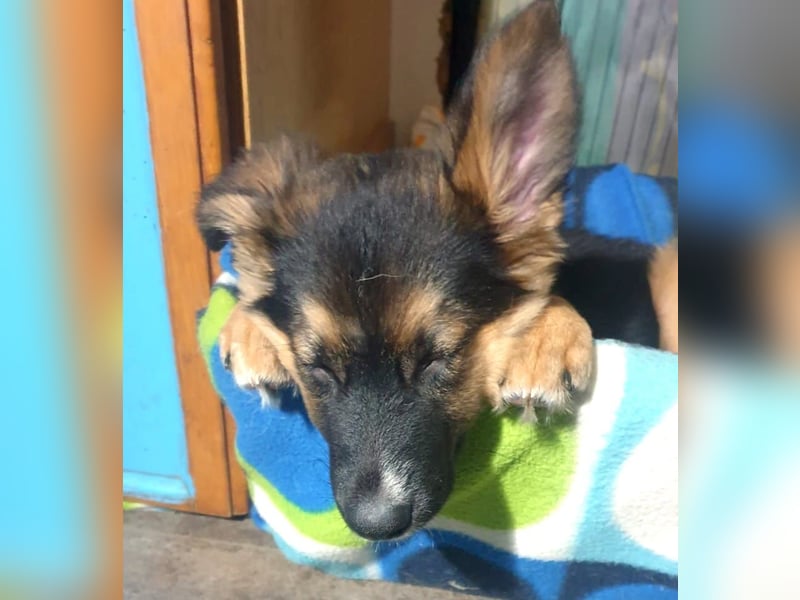 IDA – kleiner Sonnenschein