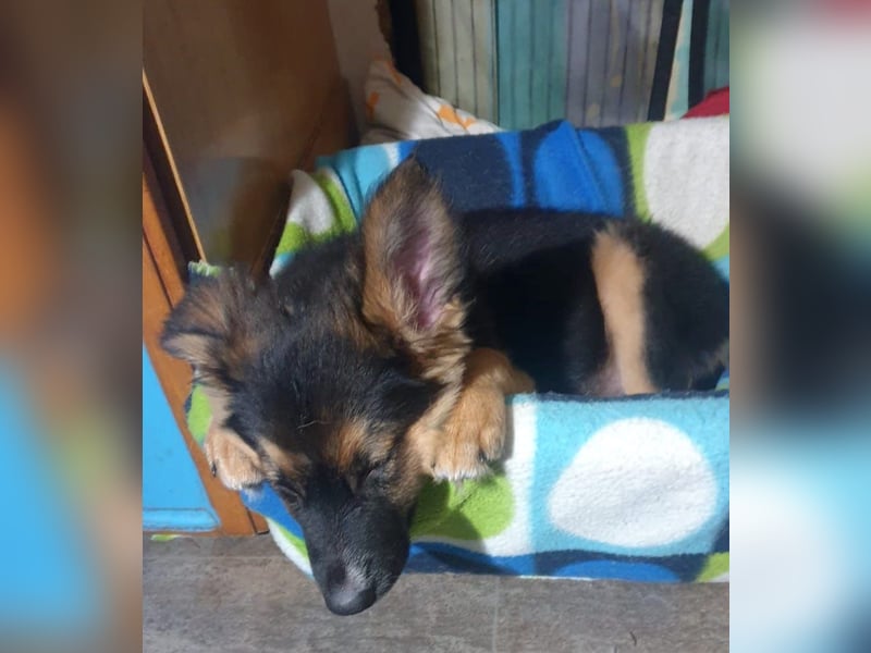 IDA – kleiner Sonnenschein