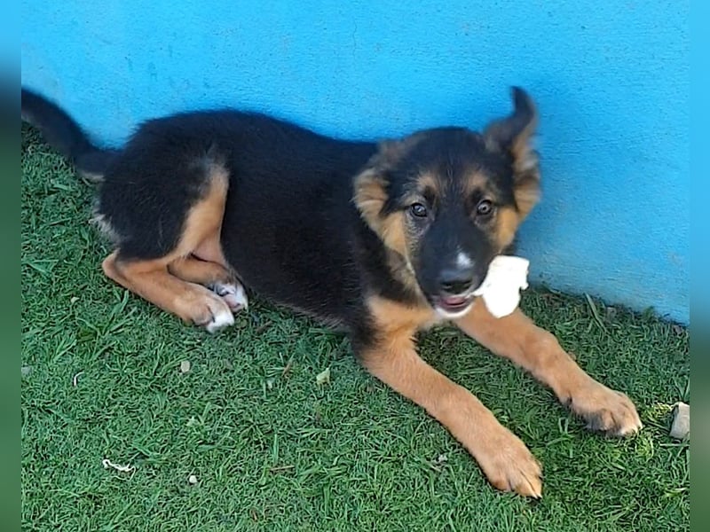 IDA – kleiner Sonnenschein