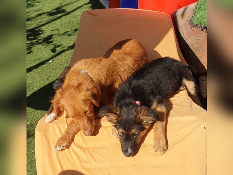 IDA – kleiner Sonnenschein