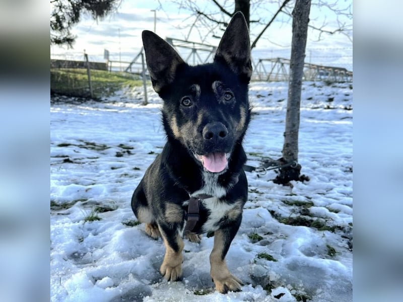 Shep ein Zwerg-Schäferhund
