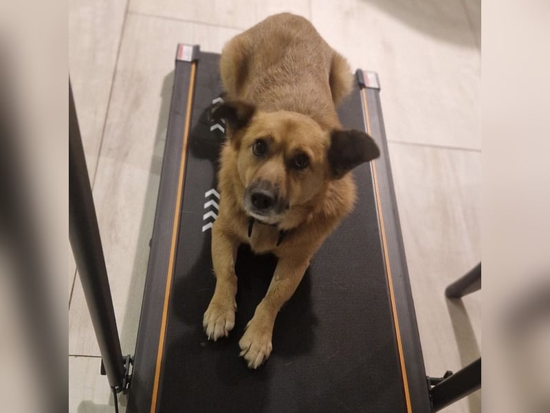 Frenki ein kleiner Schatz