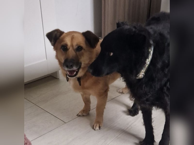 Frenki ein kleiner Schatz