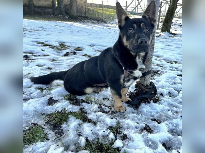 Shep ein Zwerg-Schäferhund