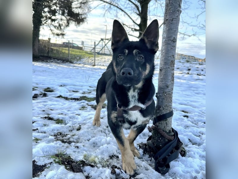 Shep ein Zwerg-Schäferhund