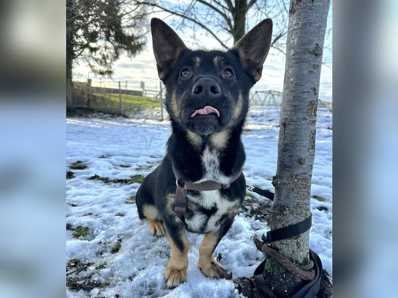 Shep ein Zwerg-Schäferhund