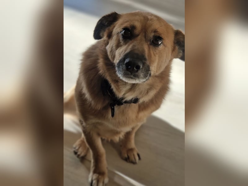 Frenki ein kleiner Schatz