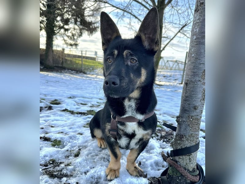 Shep ein Zwerg-Schäferhund