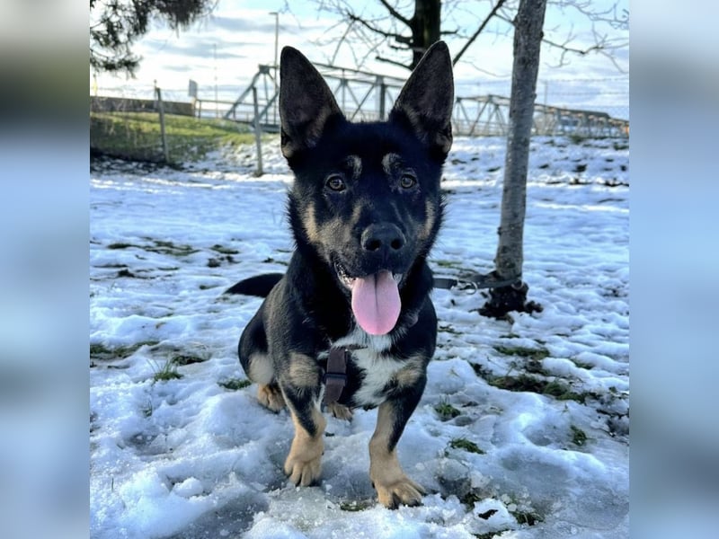 Shep ein Zwerg-Schäferhund