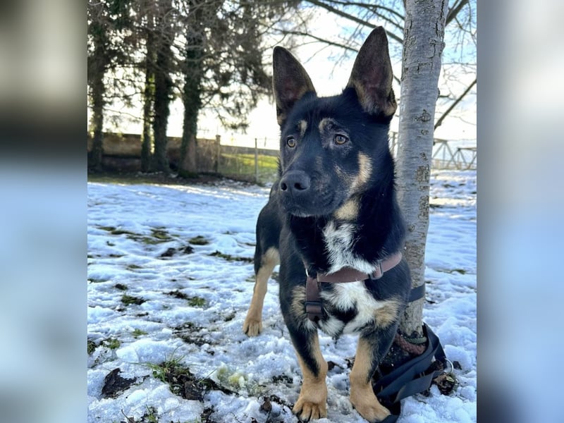 Shep ein Zwerg-Schäferhund