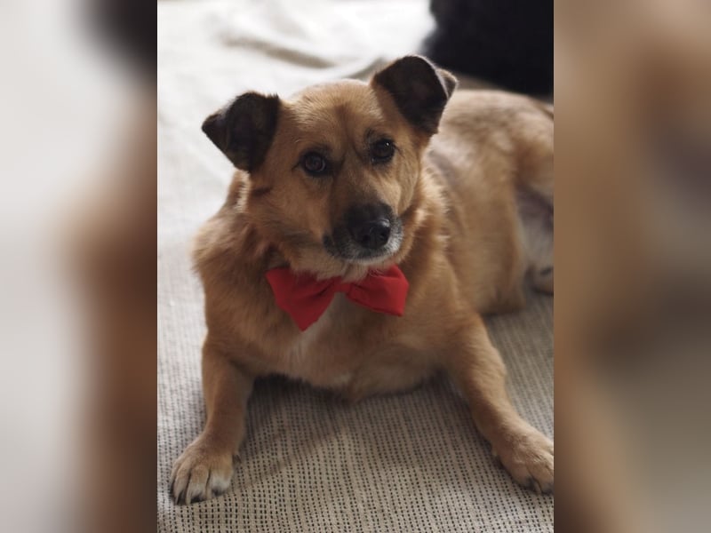 Frenki ein kleiner Schatz