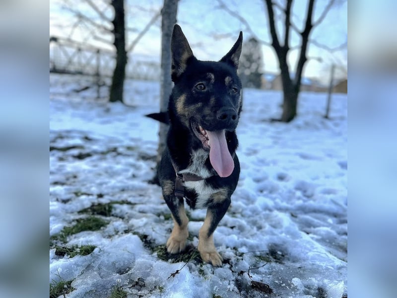 Shep ein Zwerg-Schäferhund