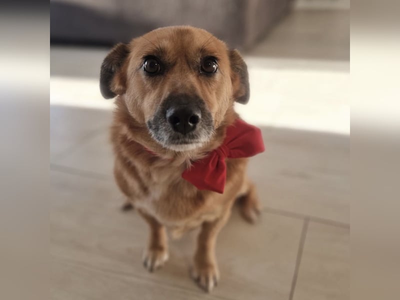 Frenki ein kleiner Schatz