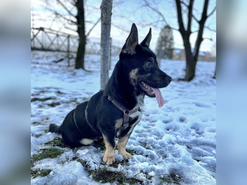 Shep ein Zwerg-Schäferhund