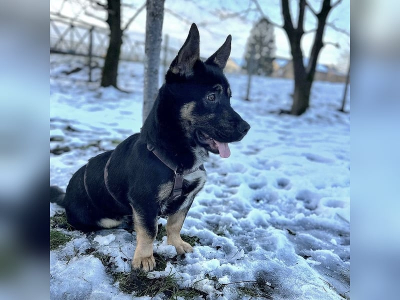 Shep ein Zwerg-Schäferhund