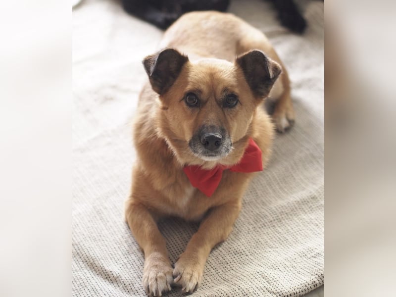 Frenki ein kleiner Schatz