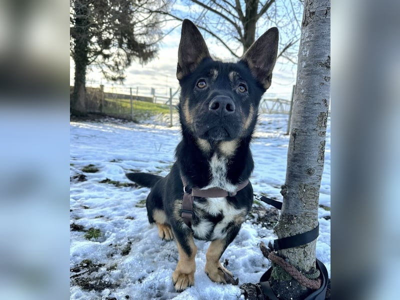 Shep ein Zwerg-Schäferhund