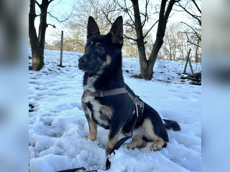 Shep ein Zwerg-Schäferhund