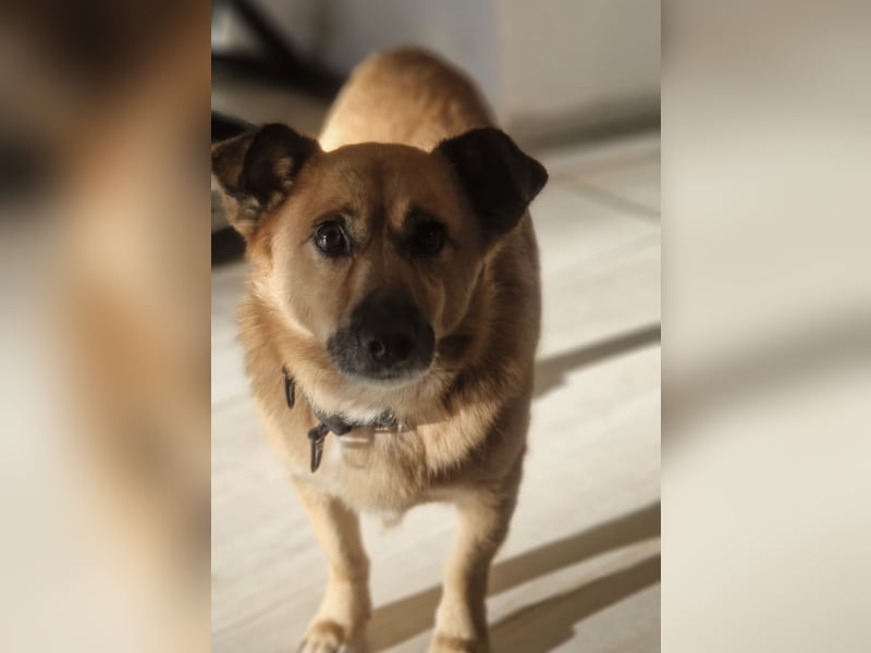 Frenki ein kleiner Schatz