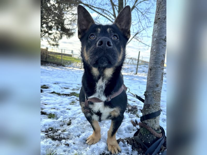 Shep ein Zwerg-Schäferhund