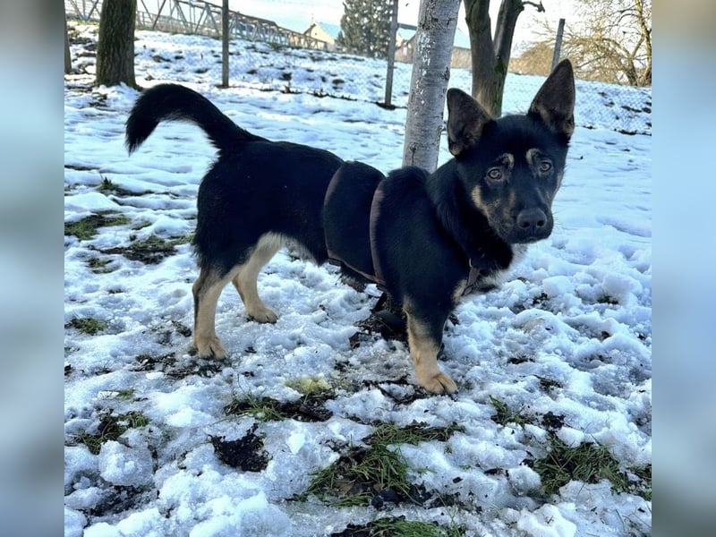 Shep ein Zwerg-Schäferhund