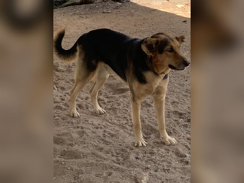 Loyaler 5-jähriger Schäferhund Cross auf der Suche nach erfahrenem Zuhause *