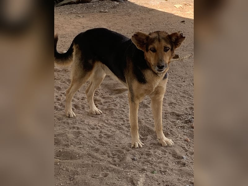 Loyaler 5-jähriger Schäferhund Cross auf der Suche nach erfahrenem Zuhause *