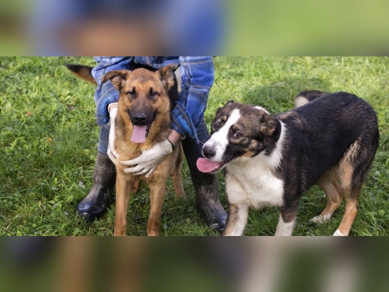 MALIE – Liebevolle Schäferhund-Mix-Hündin mit großem Herz sucht ihre Menschen