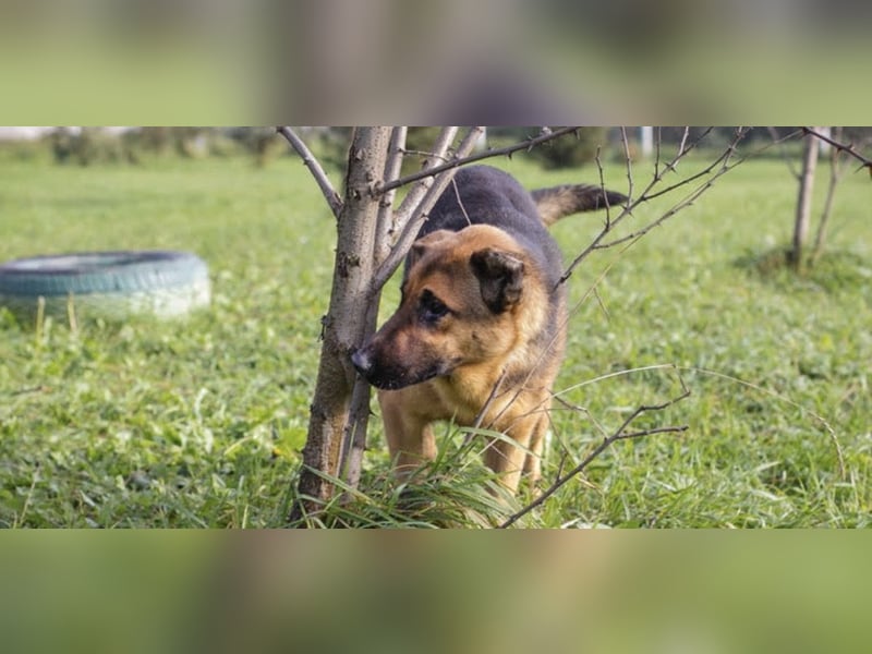 MALIE – Liebevolle Schäferhund-Mix-Hündin mit großem Herz sucht ihre Menschen